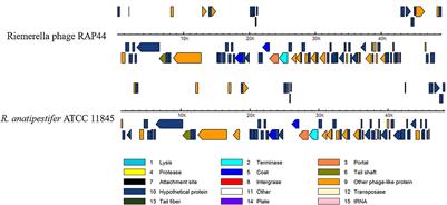 RAP44 phage integrase-guided 50K genomic island integration in Riemerella anatipestifer